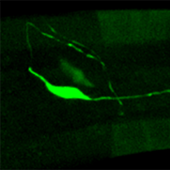 On a black background a worm's head glows a dull green but a single neuron glows much brighter. It's body is on the frame's left side and long thin extension stretches all the way to the right.