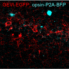A stripe of red-colored neurons is accompanied by a few neurons in a contrasting cyan color