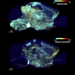 Two rows show saggital views of a mouses brain lit up in speckles of many different colors corresondeing to hundreds of brain regions. A scale shows that as colors become warmer, the regions were more likely to be involved in memory.
